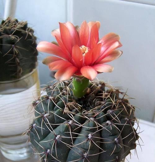 吉赛尔仙人球的开花季节是什么时候？开花前需要做哪些准备？