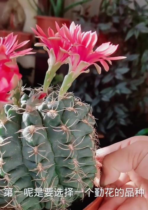 吉赛尔仙人球的开花季节是什么时候？开花前需要做哪些准备？
