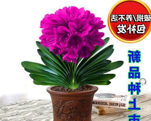 彩兰君子兰种子播种技巧有哪些？如何确保发芽率？
