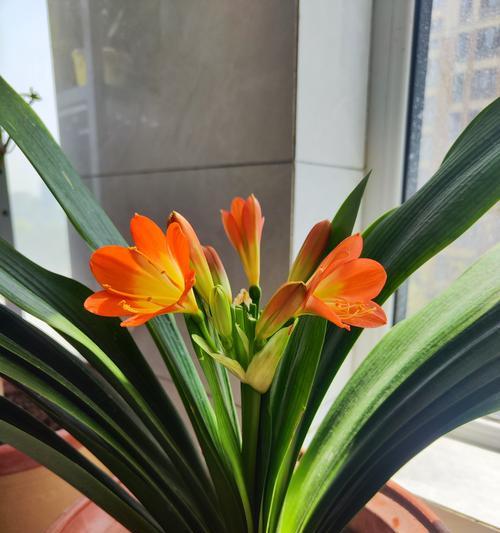 君子兰绿百合花朵养护方法？如何促进开花？