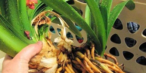 水培君子兰出现白色絮状物怎么办？处理方法是什么？
