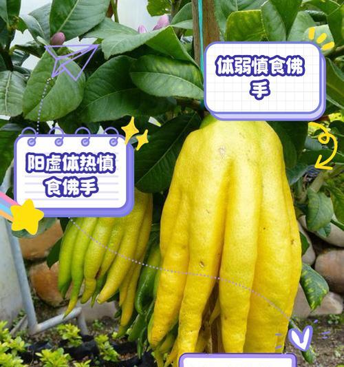 佛手种植需要注意哪些问题？如何确保其健康成长？