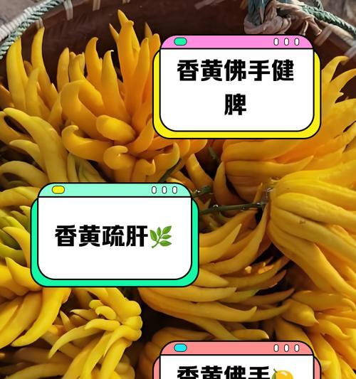 佛手种植需要注意哪些问题？如何确保其健康成长？