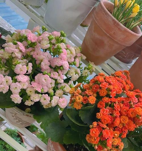 耐冬花通常何时开花？如何确保其按时开花？