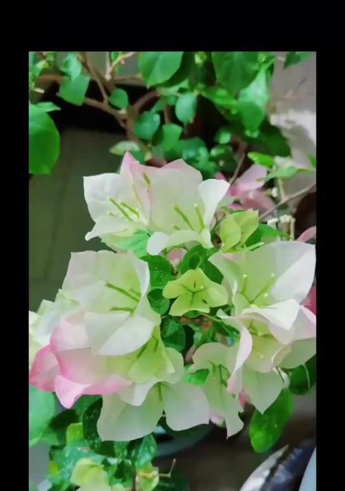 耐冬花通常何时开花？如何确保其按时开花？
