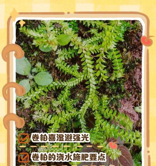九死还魂草的正确使用方法是什么？