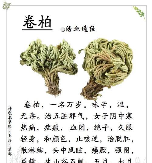 九死还魂草的正确使用方法是什么？