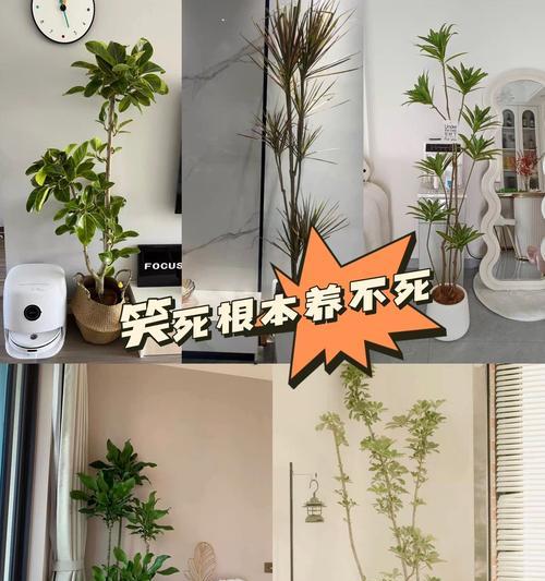 鸭掌木的养护技巧是什么？如何保持其叶片翠绿？