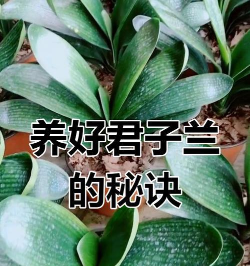 君子兰换盆后如何浇水？正确的浇水方法是什么？