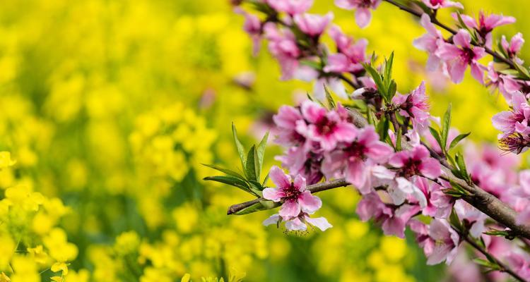 白雪公主植物的养护要点是什么？如何保持其鲜艳色彩？