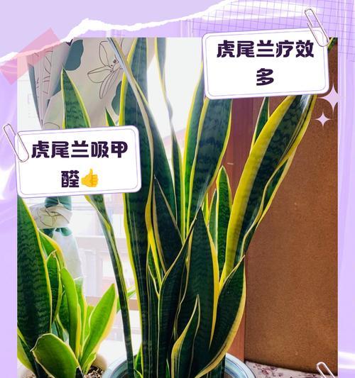 虎尾兰怎么养殖？有哪些养殖技巧和注意事项？