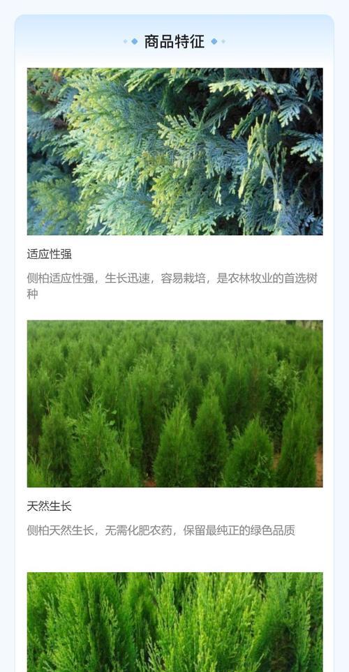 侧柏的养殖方法是什么？侧柏生长缓慢怎么办？