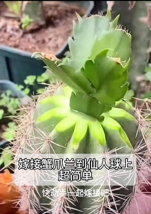 蟹瓜兰嫁接的最佳时期是什么时候？