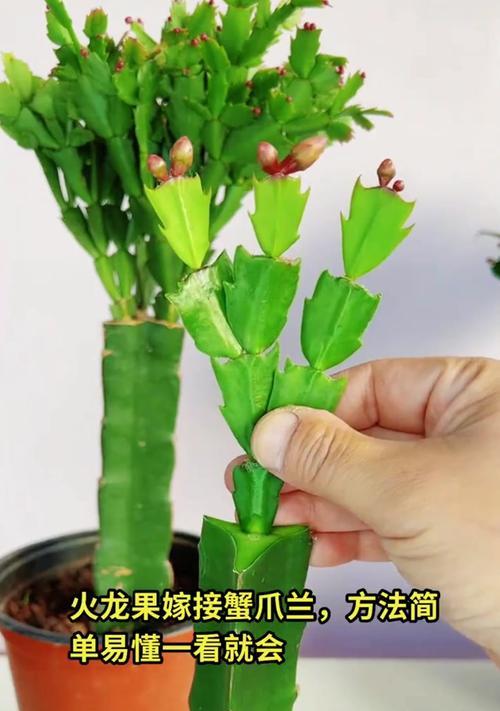 蟹瓜兰嫁接的最佳时期是什么时候？