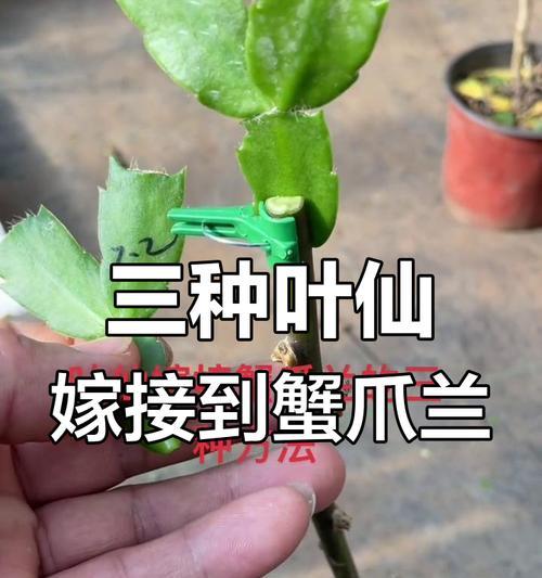 蟹瓜兰嫁接的最佳时期是什么时候？