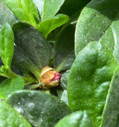 刺玫花的开花季节是什么时候？如何促进其按时开花？