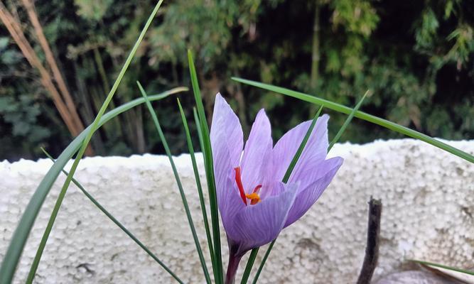 西红花的种植技巧有哪些？如何提高西红花的品质？