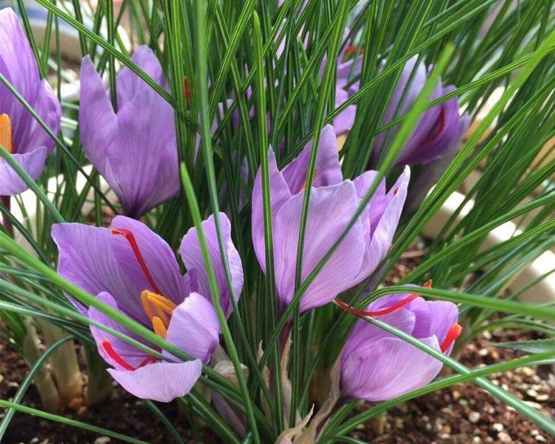 西红花的种植技巧有哪些？如何提高西红花的品质？