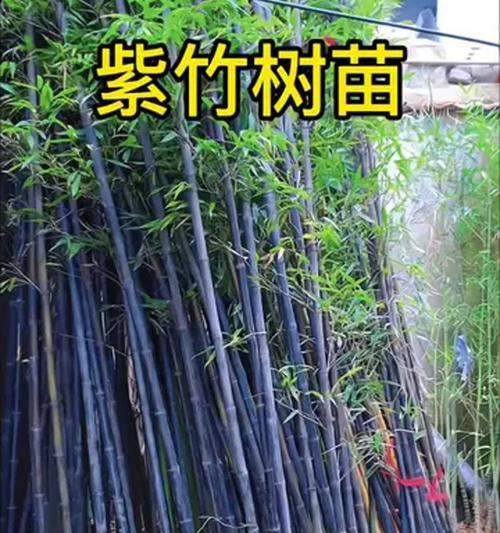 紫竹的养殖方法是什么？需要注意哪些要点？