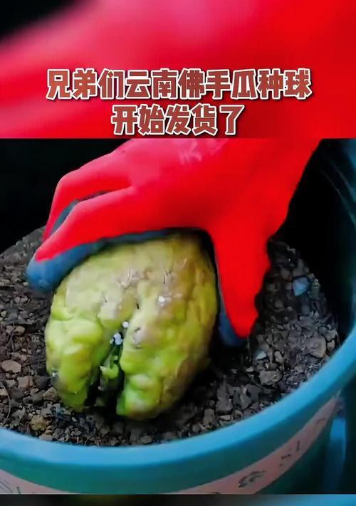 佛手养植过程中常见问题有哪些？