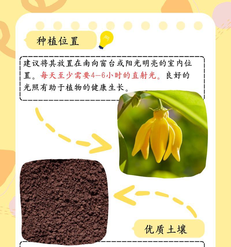 佛手养植过程中常见问题有哪些？