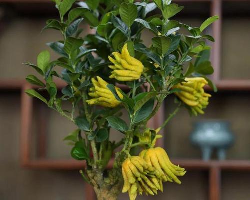 佛手养植过程中常见问题有哪些？
