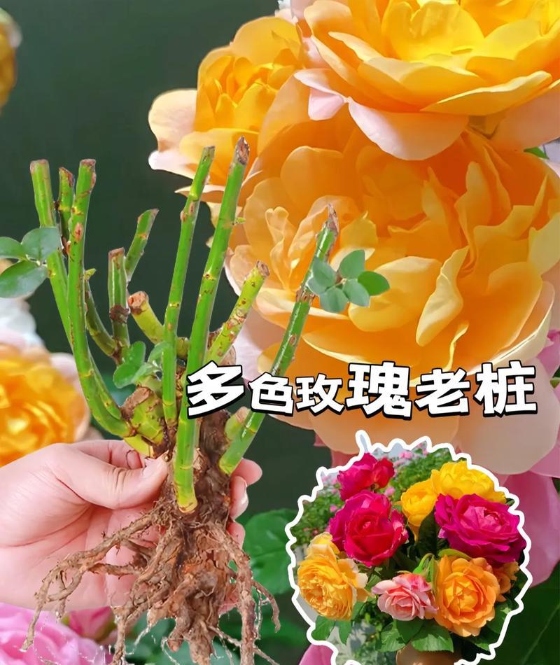 玫瑰开花处理的方法是什么？如何促进玫瑰多开花？