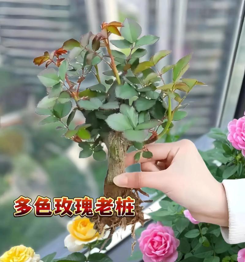 玫瑰开花处理的方法是什么？如何促进玫瑰多开花？