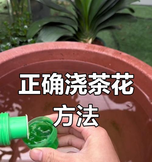 室内花的养护和浇水技巧是什么？如何确保室内花的健康？
