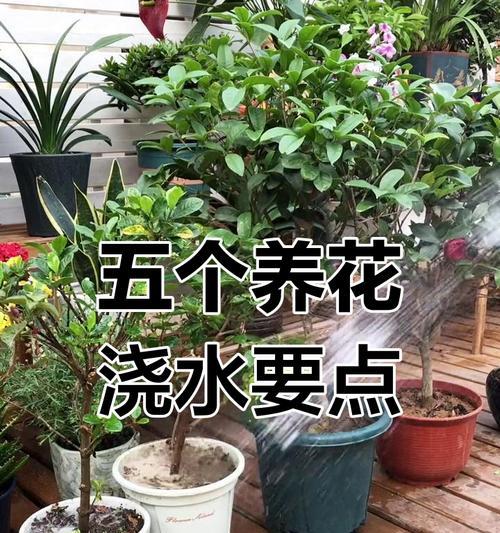 室内花的养护和浇水技巧是什么？如何确保室内花的健康？