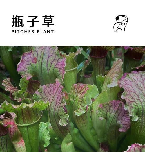 眼镜蛇瓶子草捕虫的机制是什么？如何帮助其更好地捕食？