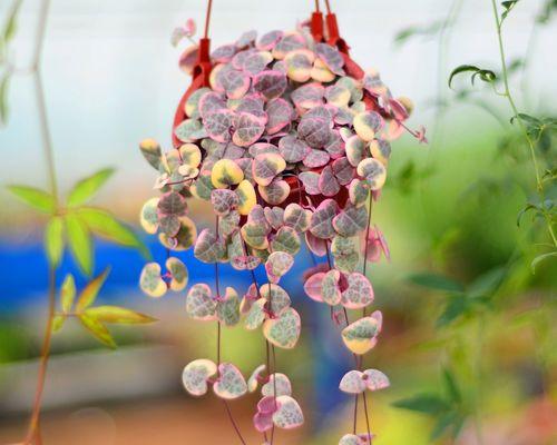 爱之蔓适合哪种盆栽？如何选择合适的盆栽来种植爱之蔓？