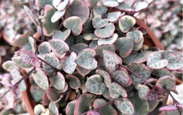 爱之蔓适合哪种盆栽？如何选择合适的盆栽来种植爱之蔓？
