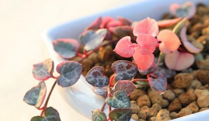 爱之蔓适合哪种盆栽？如何选择合适的盆栽来种植爱之蔓？