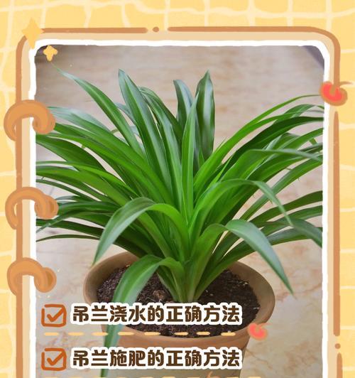 量天尺怎么浇水？浇水的正确方法是什么？