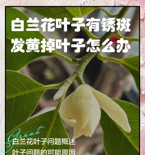 吊篮叶子发黄的原因是什么？如何解决吊篮叶子发黄的问题？