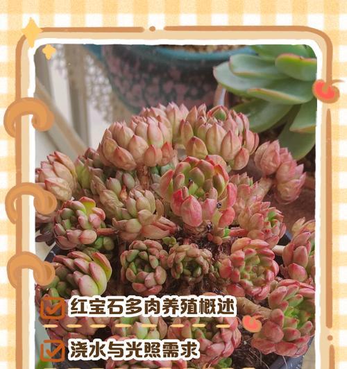 红宝石多肉颜色不红的原因是什么？