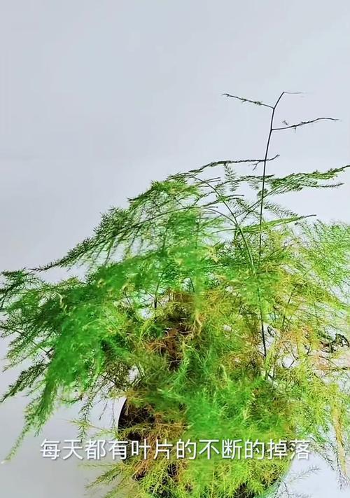 文竹冬季叶子发黄的解决方法是什么？