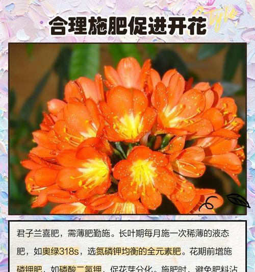 君子兰开花的条件是什么？