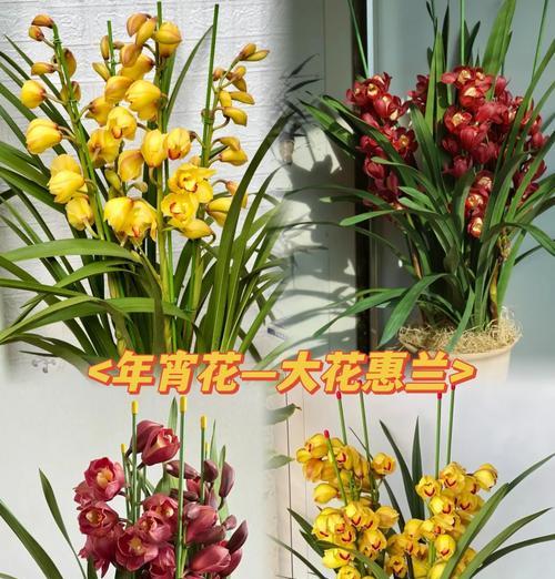 蕙兰花的养殖技巧和注意事项是什么？