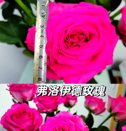 哪些玫瑰品种适合做鲜切花？