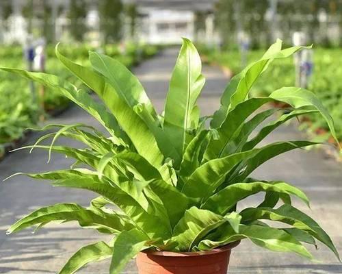 雅韵阁鸟巢蕨盆栽的养护要点是什么？如何防止叶片枯黄？