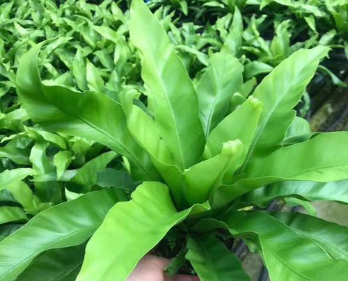 雅韵阁鸟巢蕨盆栽的养护要点是什么？如何防止叶片枯黄？