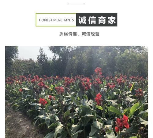 美人蕉的种植技巧有哪些？美人蕉种植需要注意什么？