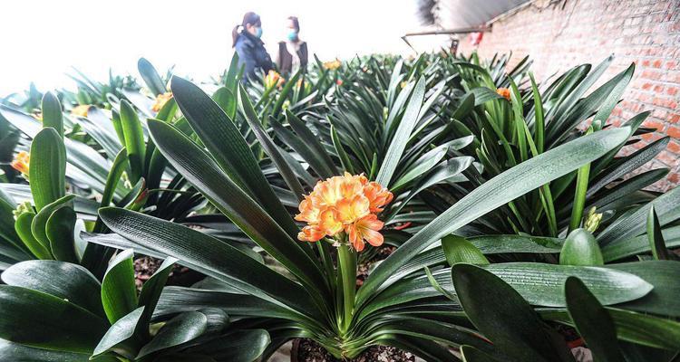 君子兰种植技巧与养护要点？如何处理君子兰叶子干枯问题？