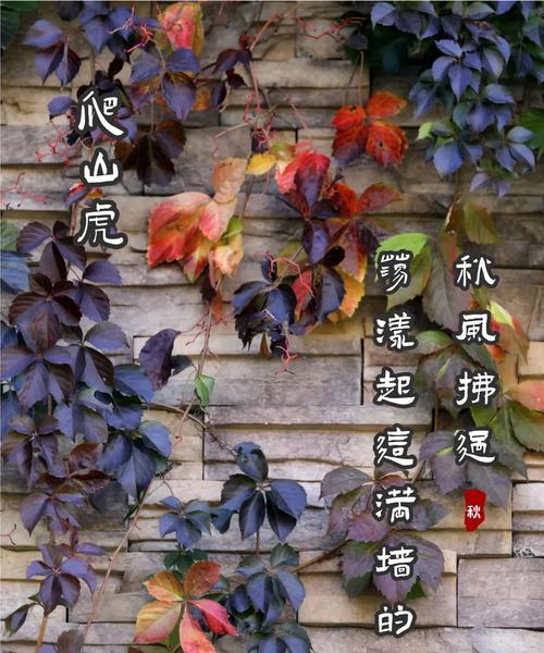 爬山虎名字的由来是什么？它为何能爬墙生长？