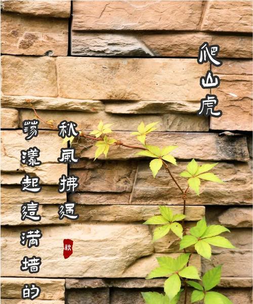 爬山虎名字的由来是什么？它为何能爬墙生长？