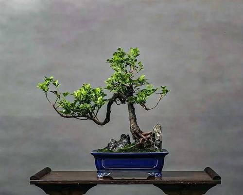 米兰的最佳修剪时间是什么时候？修剪后如何促进新芽生长？