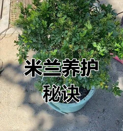 盆栽米兰施肥的正确方法是什么？怎样施肥效果最佳？