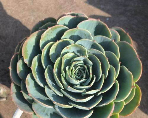 多肉玉蝶的养殖方法是什么？如何保持其美观形态？